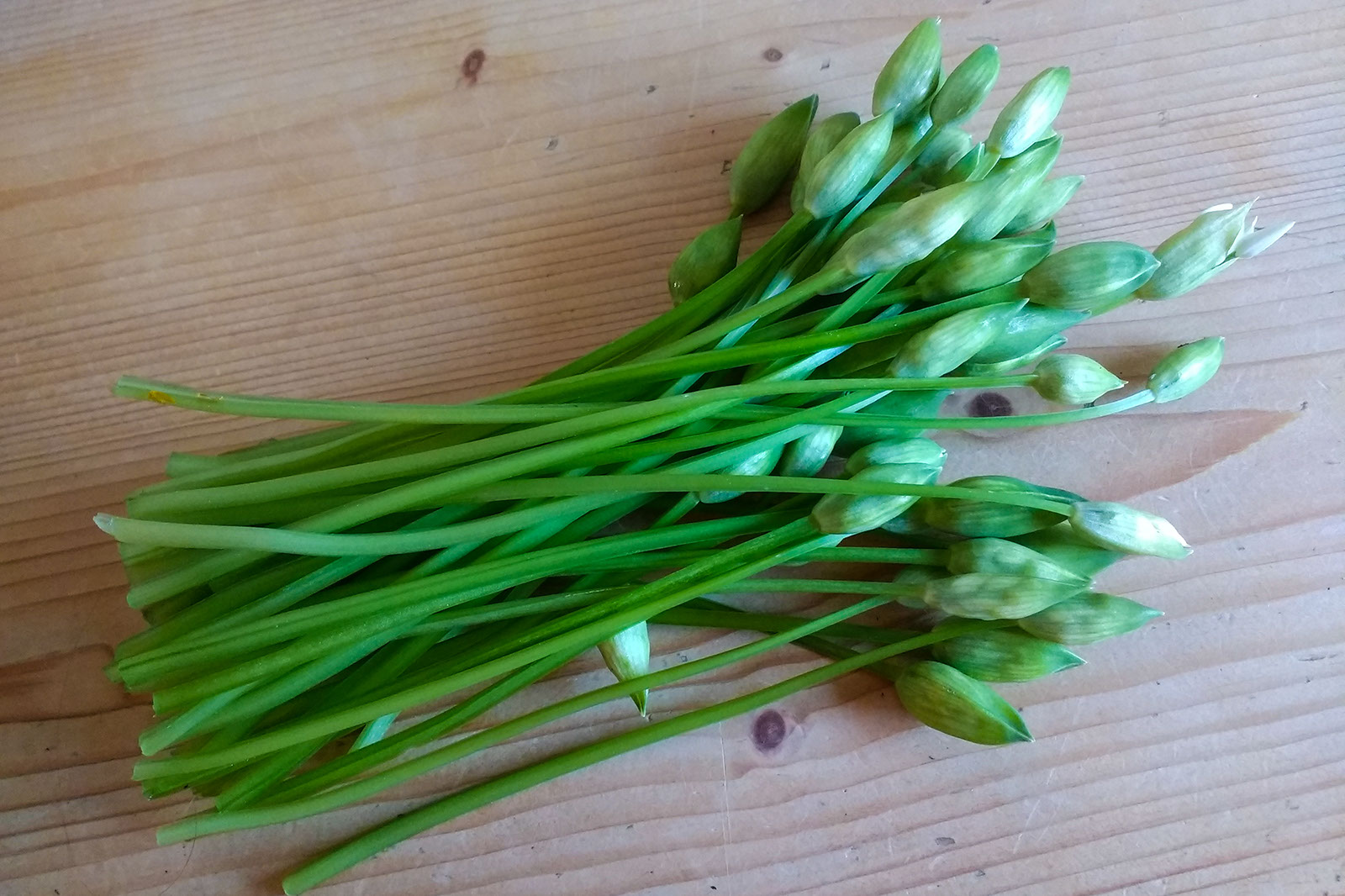 Die frischen Stängel mit den Knospen